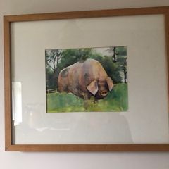 Watercolour of pig