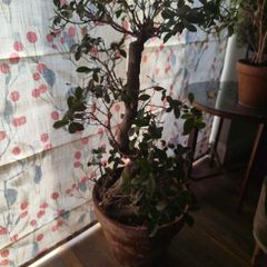 Large Ficus Bonsai Plant including Pot