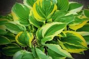 Hosta Patriot