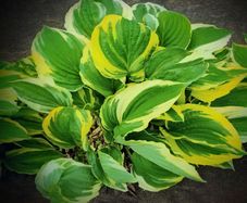 Hosta Patriot