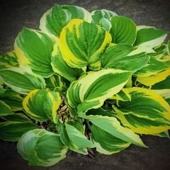Hosta Patriot
