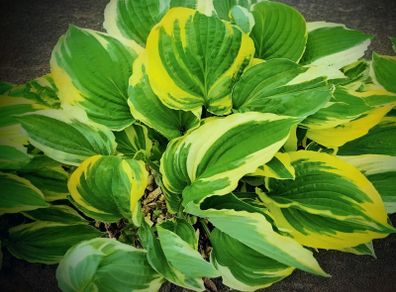 Hosta Patriot