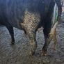 Dairy cows and heifers Image 8