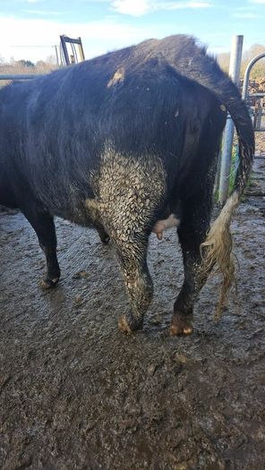 Dairy cows and heifers