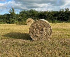 Hay