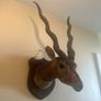 Antique Taxidermy Antelope Royal Irish Rifles Provenance Image 3