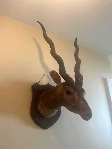 Taxidermy Antelope Royal Irish Rifles Provenance