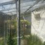 Lean-to Steel framed Greenhouse 3m x 1.5m Image 4