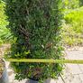 Buxus cones  (Ilex) Image 2