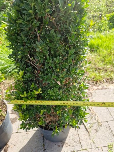 Buxus cones  (Ilex)