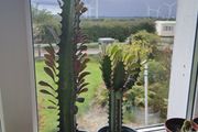 African Milk tree/Euphorbia Succulent Plant