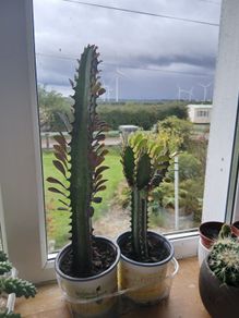 African Milk tree/Euphorbia Succulent Plant