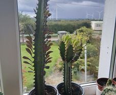 African Milk tree/Euphorbia Succulent Plant