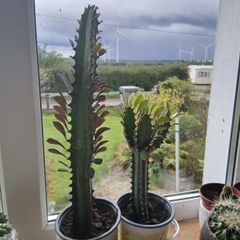 African Milk tree/Euphorbia Succulent Plant