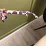 Oakley Frogskins - Dalmatian Image 3