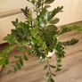 Zamioculcas Zamifolia planter Image 5