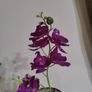 orchid flower Image 4