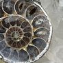 1 One of a Kind Ammonite Fossil Handcrafted Necklace Image 7