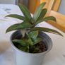 plant tradescantia Image 2