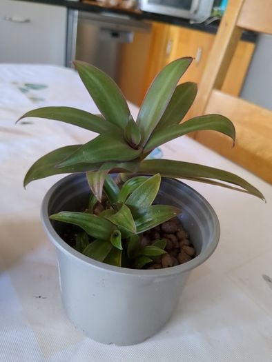 plant tradescantia