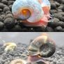 Dwarf Crayfish, Shrimp, Floating plants and Snail Image 6