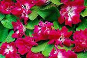 (M) Morning Glory Ipomea Raffles seeds 0.5g (413911)