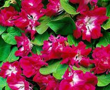 (M) Morning Glory Ipomea Raffles seeds 0.5g (413911)