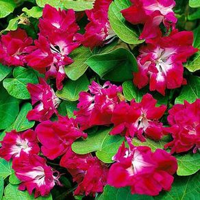 (M) Morning Glory Ipomea Raffles seeds 0.5g (413911)