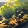 Leopard Crab Image 2