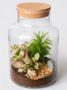 Large Glass Plant Terrarium with Fittonia & Fern