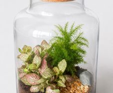 Large Glass Plant Terrarium with Fittonia & Fern