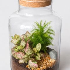 Large Glass Plant Terrarium with Fittonia & Fern