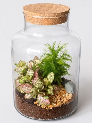 Large Glass Plant Terrarium with Fittonia & Fern
