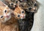 kittens