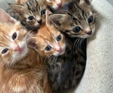 kittens
