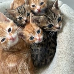 kittens