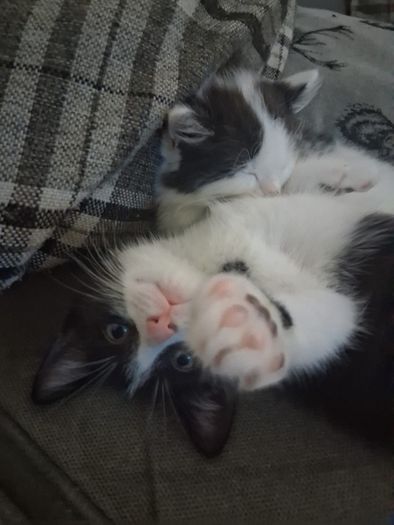 kitten for adoption