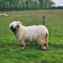 Valais Blacknose Image 2