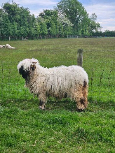 Valais Blacknose