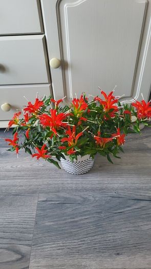 Aeschinantus. '' Lipstick plant''  ''Golden Fish'' house plant.