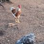 blue Orpington roosters and one Wyandotte splash Image 3