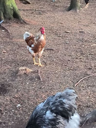 blue Orpington roosters and one Wyandotte splash
