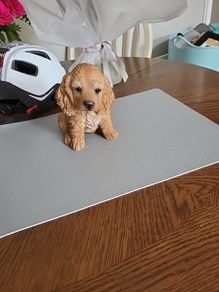 Dog ornament