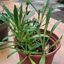 Yellow gazania Image 3