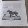 The Irish Draught Horse by Mary McGrath and Joan C Griffith 2005 in very good condition with some signs of wear on the cover see photos FREE STANDARD POSTAGE INCLUDED Image 8