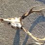 sika deer heads Image 2