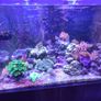 marine fish tank Image 6