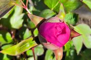 Tree Peony