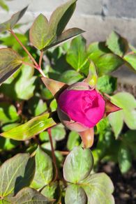 Tree Peony