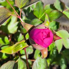 Tree Peony